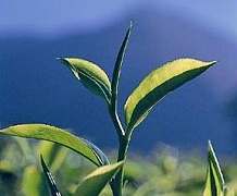 Выращивание чая в России